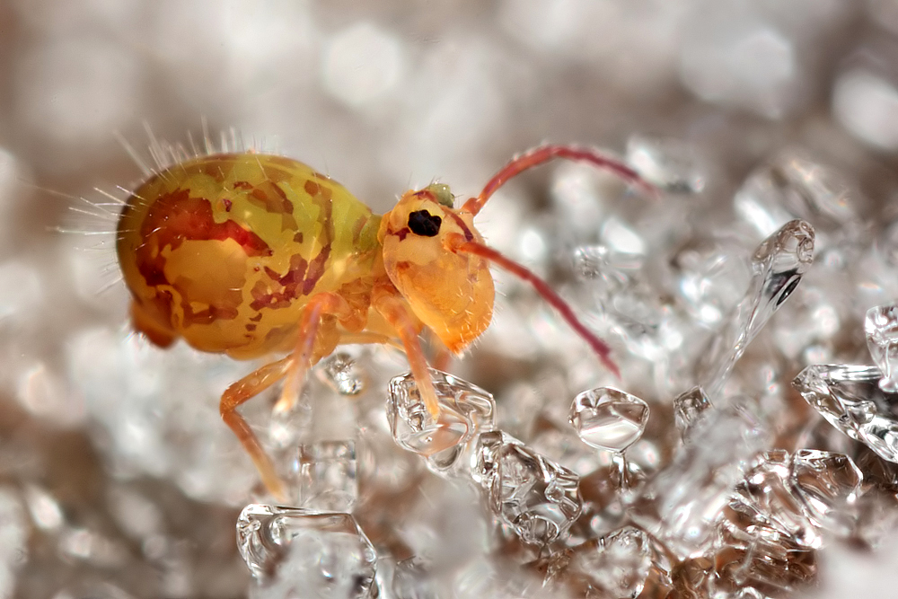 Globular Springtail in frost